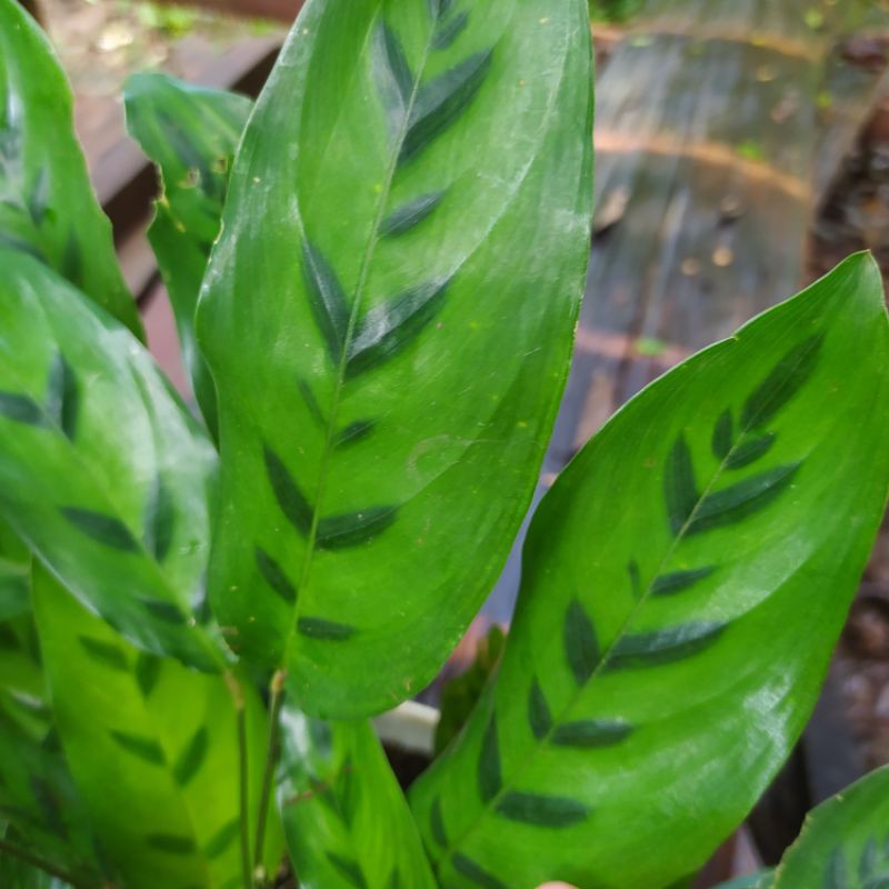 calathea bambu, calathea leopardina, calathea strip, calathea hijau