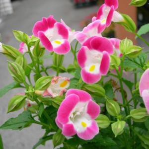 Tanaman Torenia Pink (Mata Kucing)