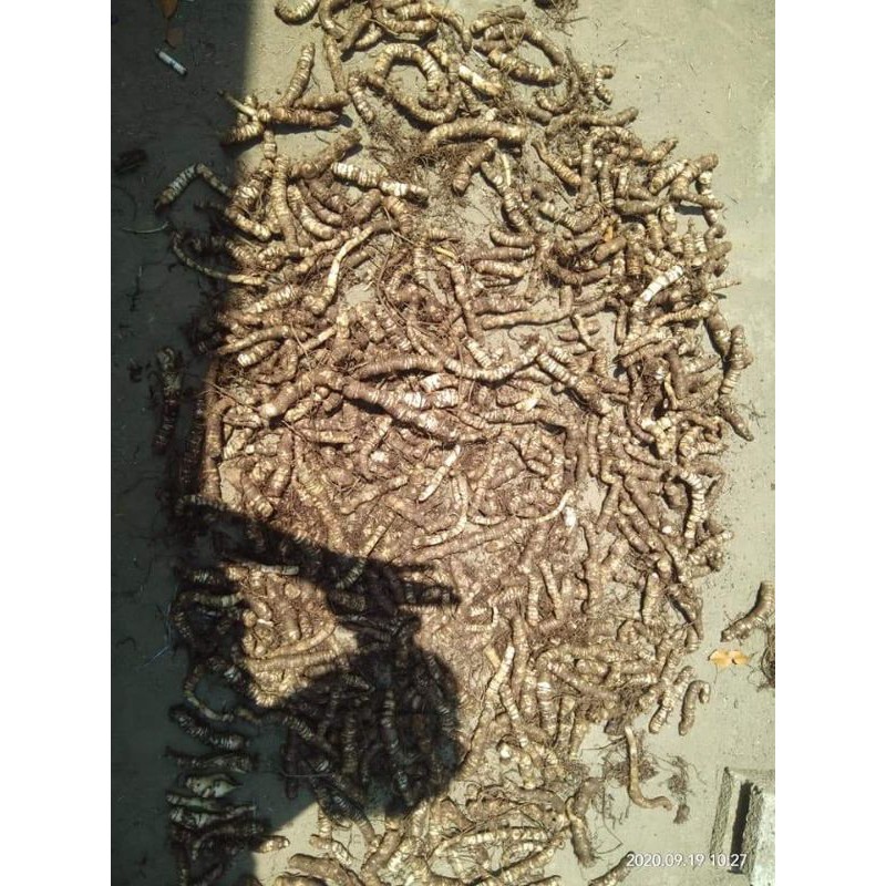 bonggol alocasia dragon scale