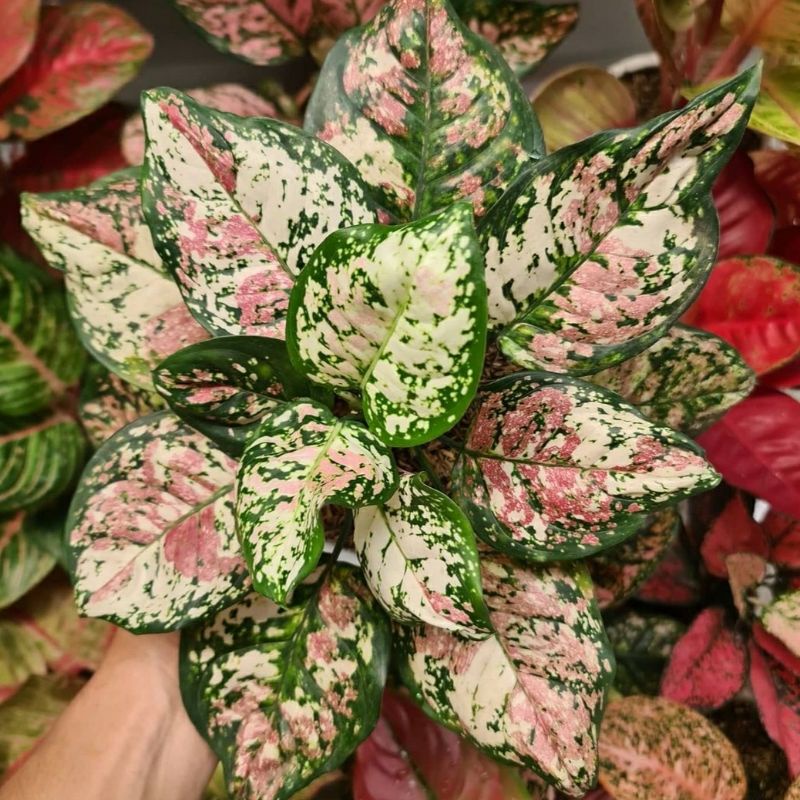 bonggol bertunas aglonema tricolor