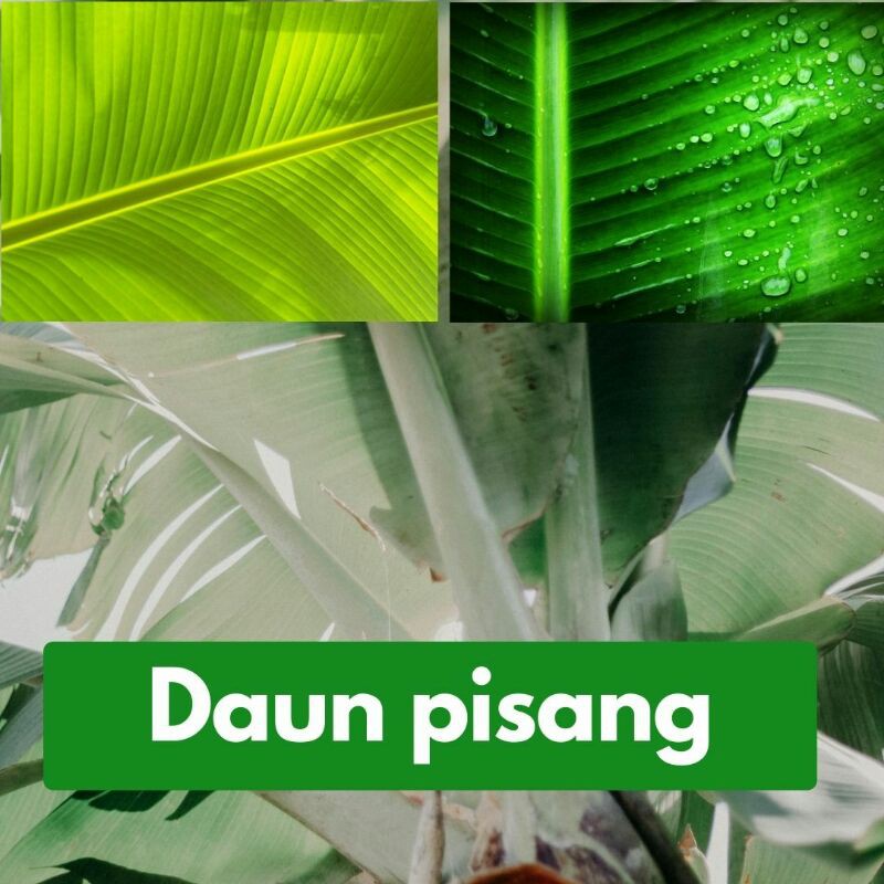 

Jual daun pisang 2rb saja perbatang