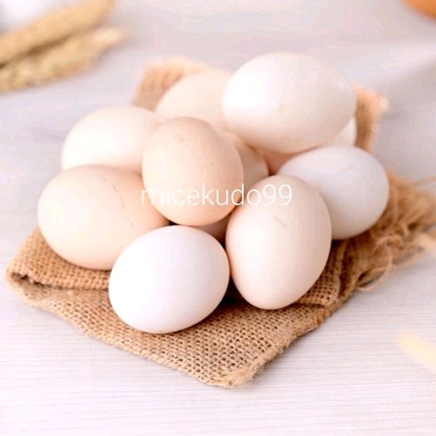 

TELUR AYAM KAMPUNG FRESH TELOR AYAM FREE RANGE CHICKEN EGGS