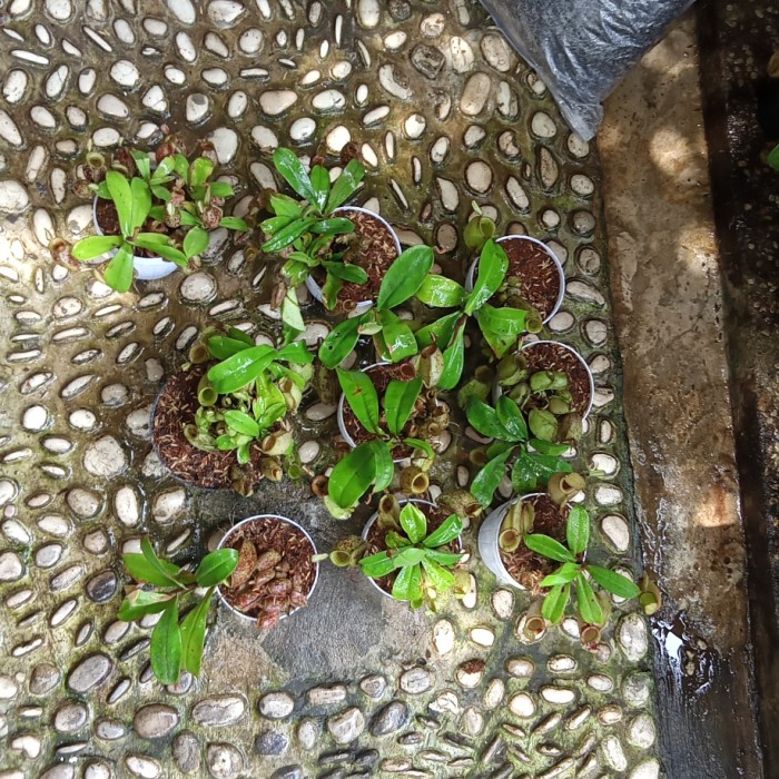

FLASH SALE!!! PESANAN TERLARIS