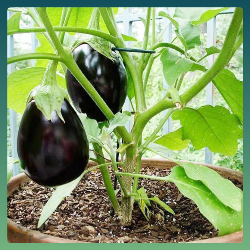 10 Benih Terong Pondoh Ungu