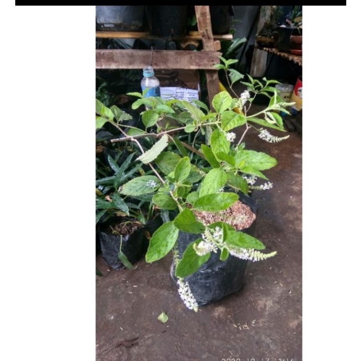 white almond/aloysia varigata/swet mell/pakan lebah/laeviceps/itama/biroi.