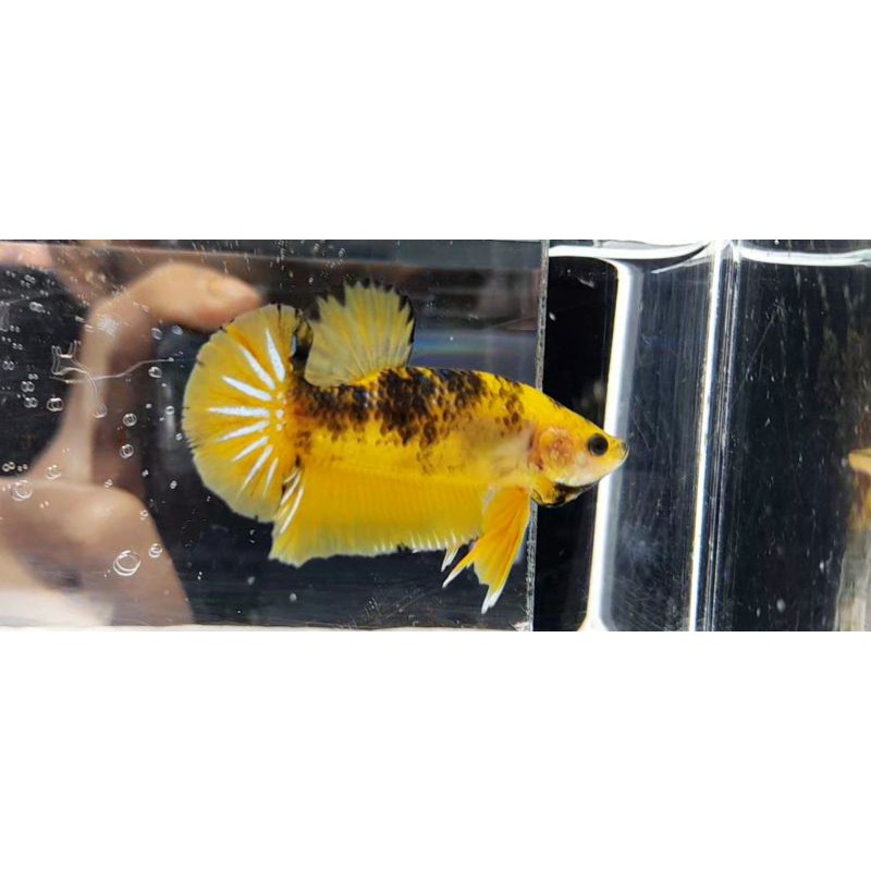CUPANG YELLOW FANCY BAHANAN TOP GRADE MALE/FEMALE