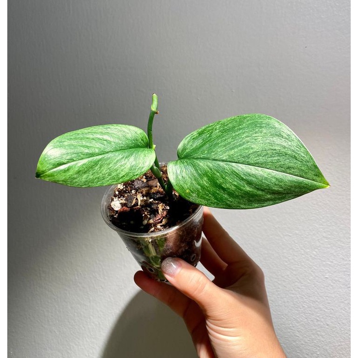 Scindapsus Mint Variegata