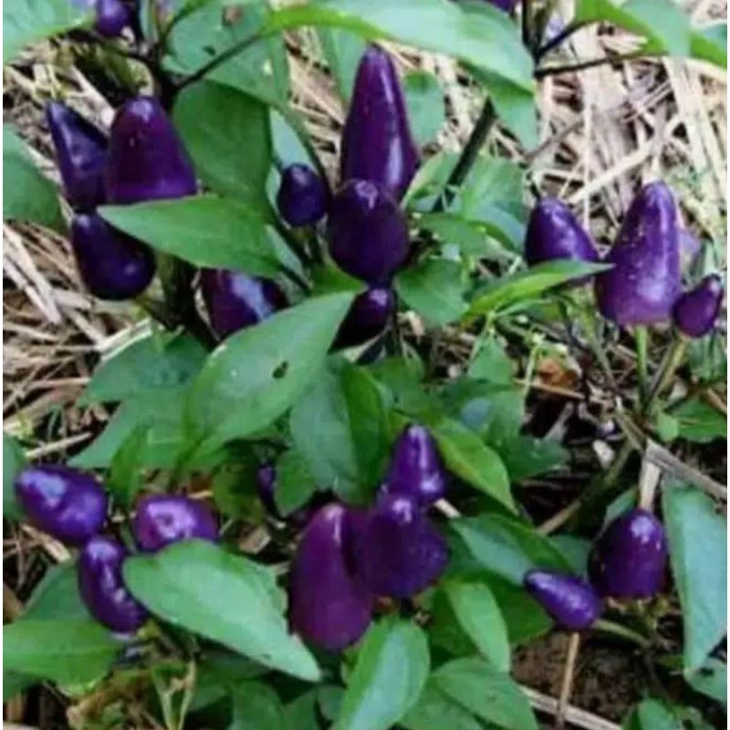 Tanaman hias pohon cabe hias