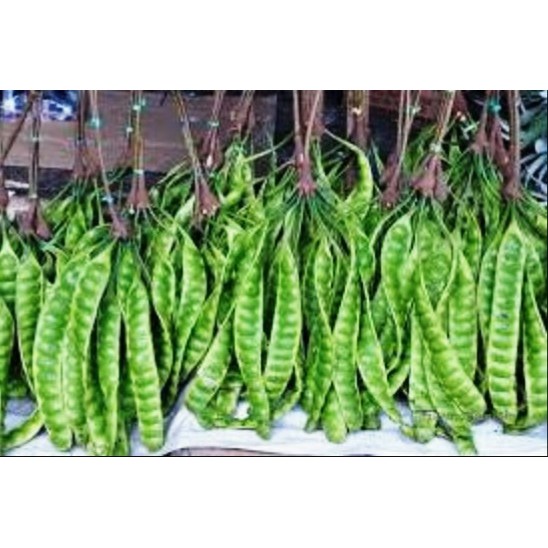 BIBIT POHON PETAI PADI SUPER