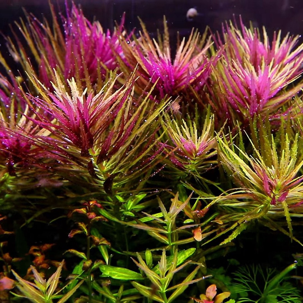 Limnophila aromatika - tanaman aquascape