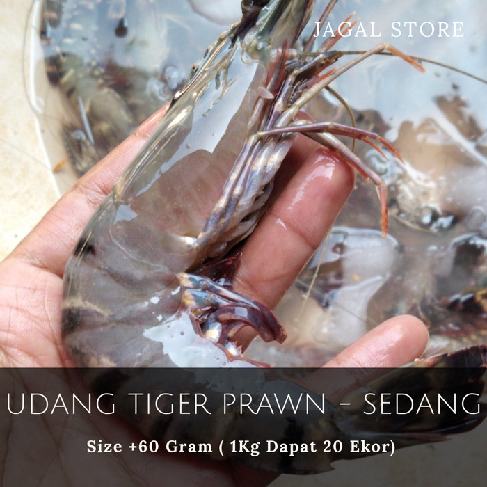 

Udang Tiger Sedang kemasan 500 gram