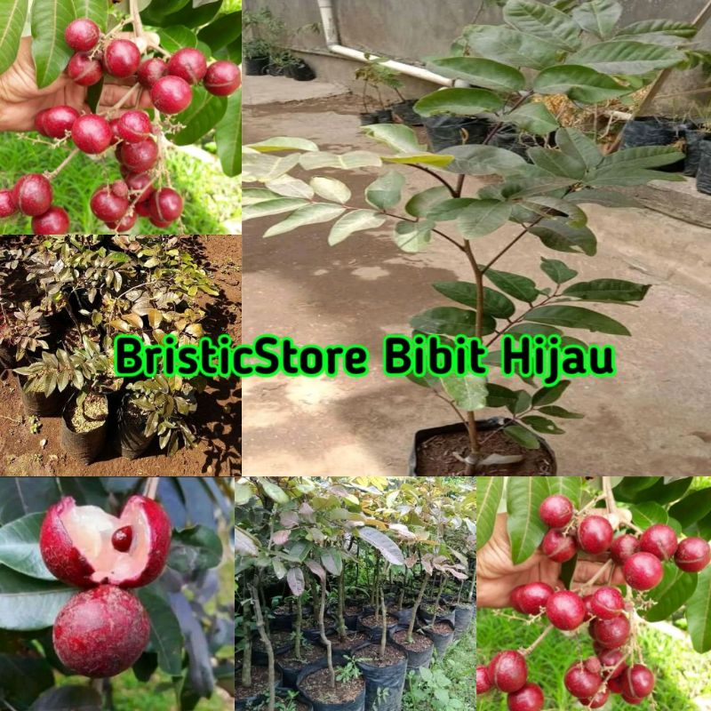 Bibit Kelengkeng Merah Ruby Longan / Bibit Kelengkeng Merah / Lengkeng Merah Hasil Okulasi