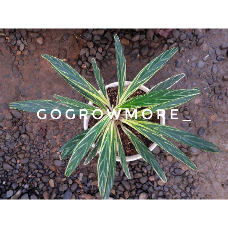 Aglonema Bamboo / Bambu