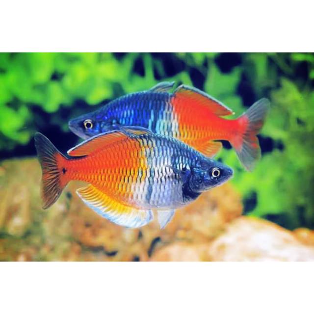 

PROMO!! RAINBOW BOSEMANI