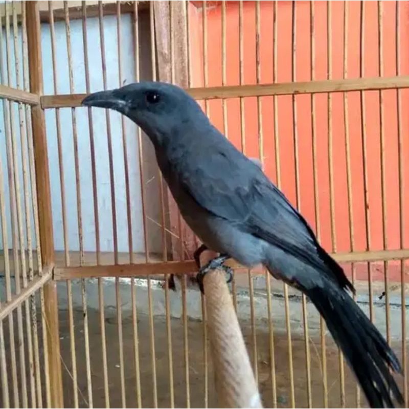 trigunting abu sudah bunyi rajin