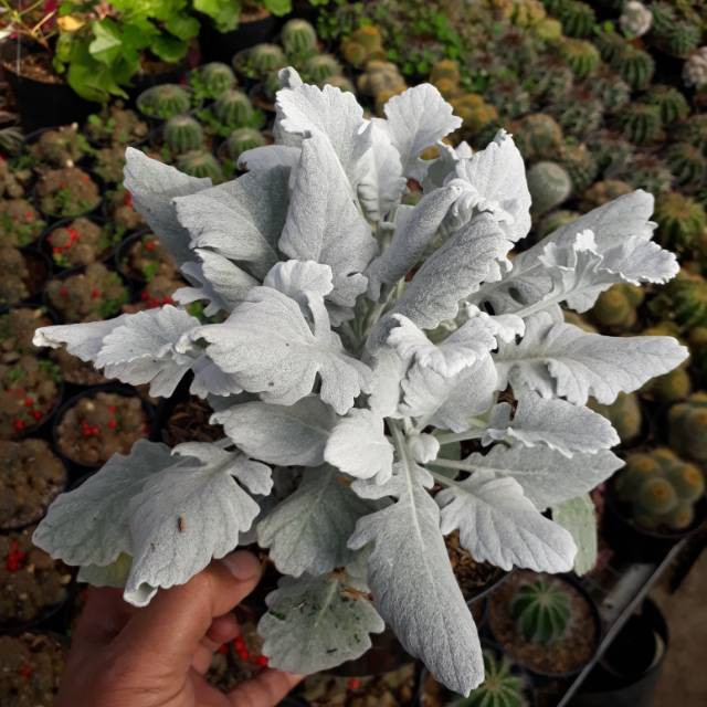 tanaman hias silver dust daun (putri salju)