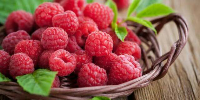 Raspberry murah - Bibit  Raspberry Merah Kaya Manfaat