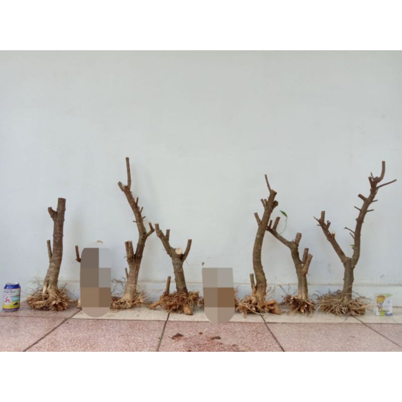 Bahan Bonsai Anting Putri Batang Berkarakter