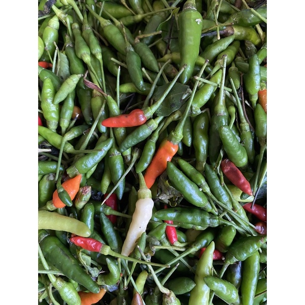 

CABE RAWIT / CABE RAWIT CUKO / CABE 100GR