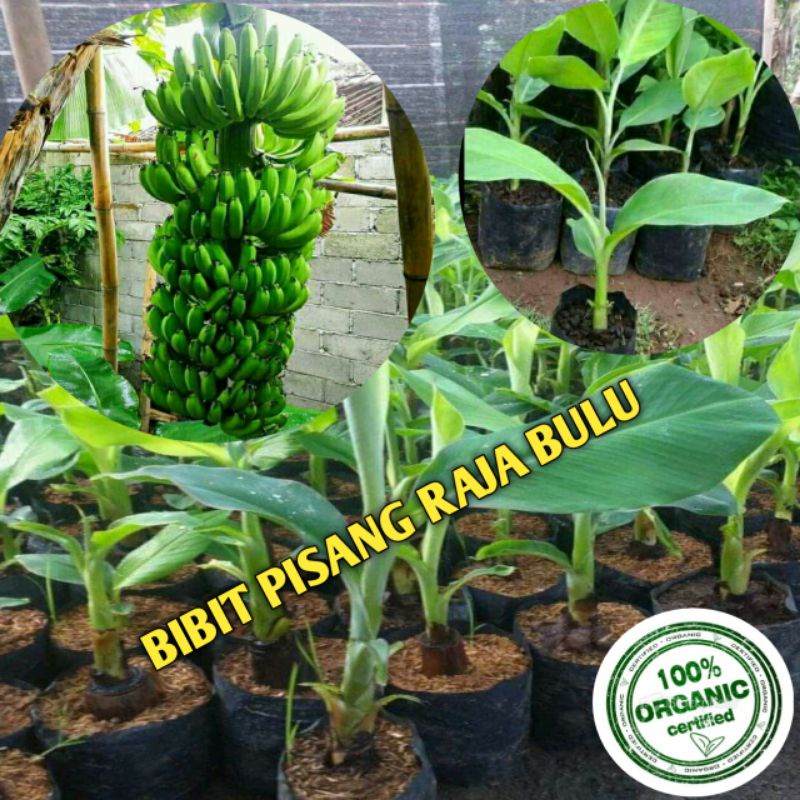 bibit pisang raja bulu super