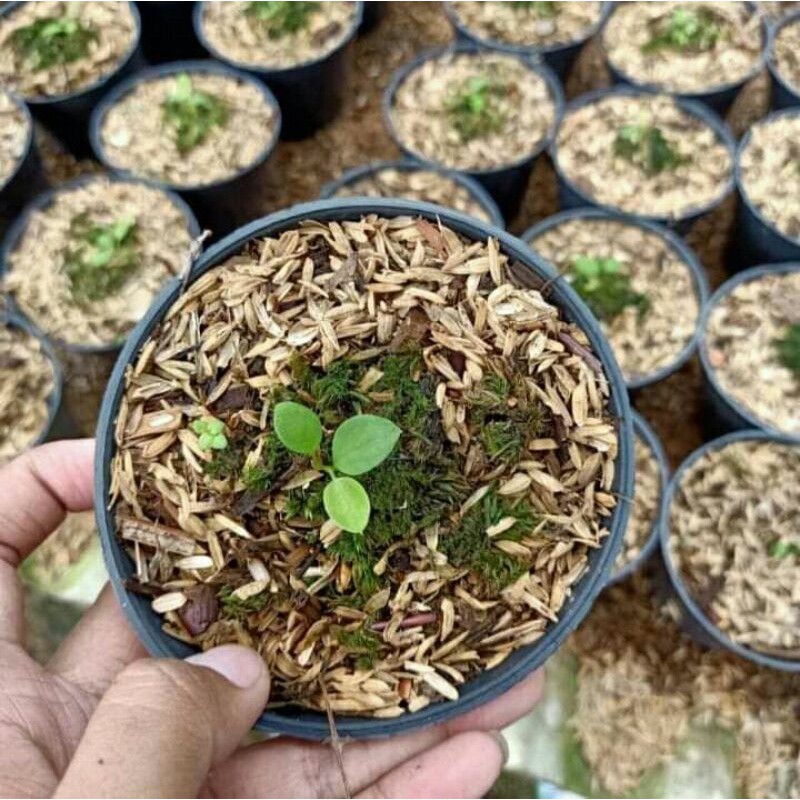 tanamn baby warok .lidah gajah