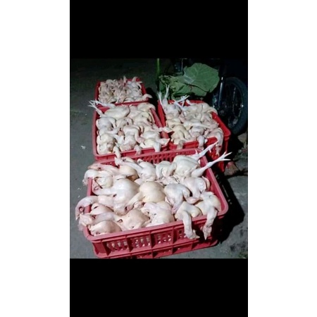 

Ayam potong/-1 kg