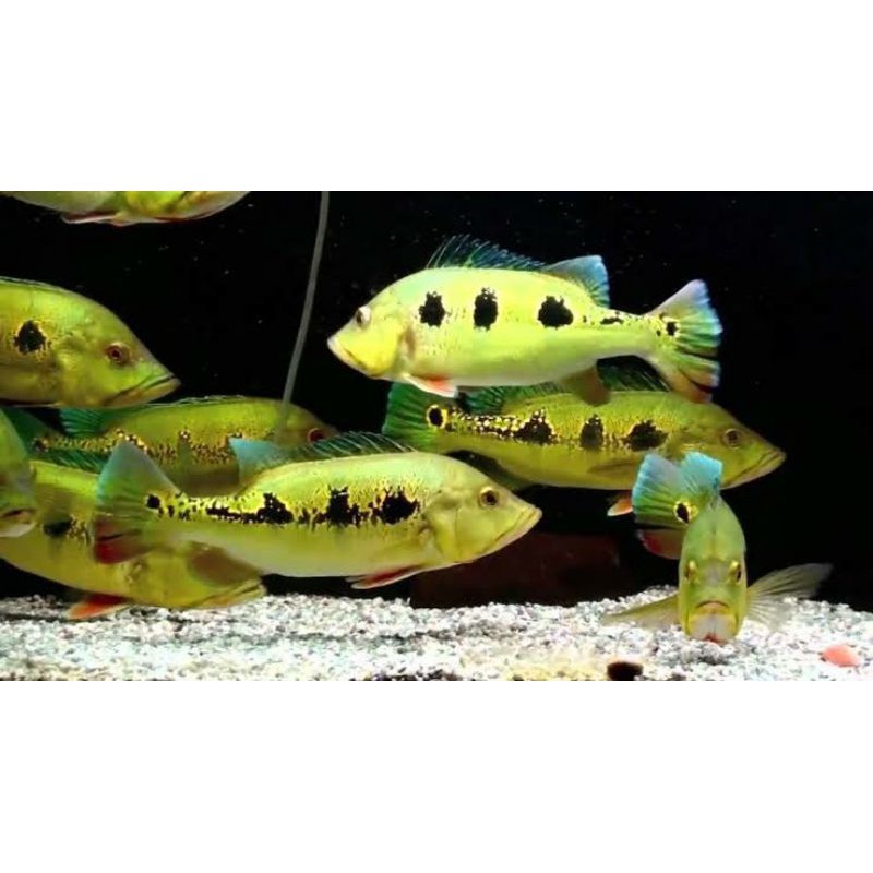 Pbass Orinoco Peacock Bass Cichla Orinocensis American