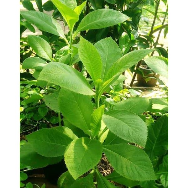 "Daun Sembung - Obat Jantung"