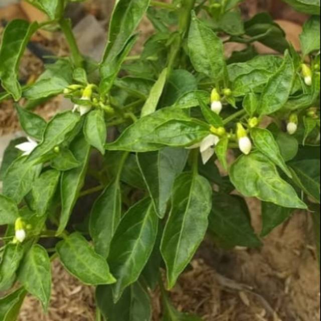 Taman / Benih / Pohon cabe Ijo super subur.