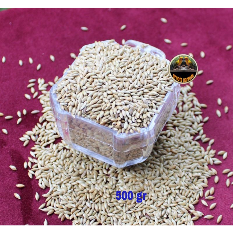 

CANARY SEED MURAH