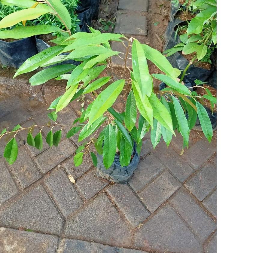 ➭ [CANGKOK] BIBIT TANAMAN POHON BUAH DUREN DURIAN MONTONG MUSANG KING MEDAN PALU BAWOR ➱