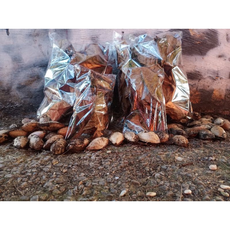 DAUN KETAPANG 1 KG KERING GUGUR + BIBIT POHON KETAPANG