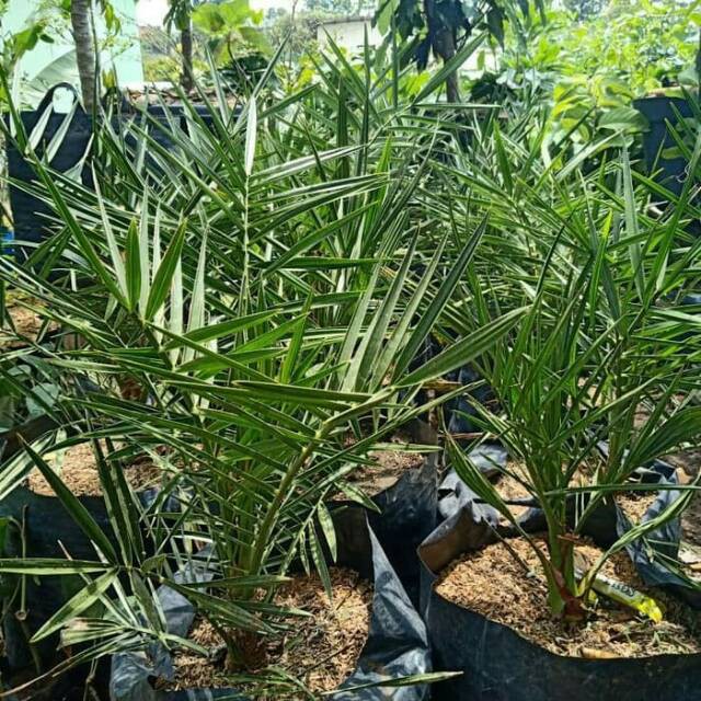 Pohon kurma ajwa ( bibit pohon kurma ) umur 3 tahun