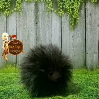 55 Gambar Hewan Landak Di Indonesia Gratis Terbaik