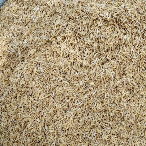 sekam padi - media tanam sekam - sekam padi