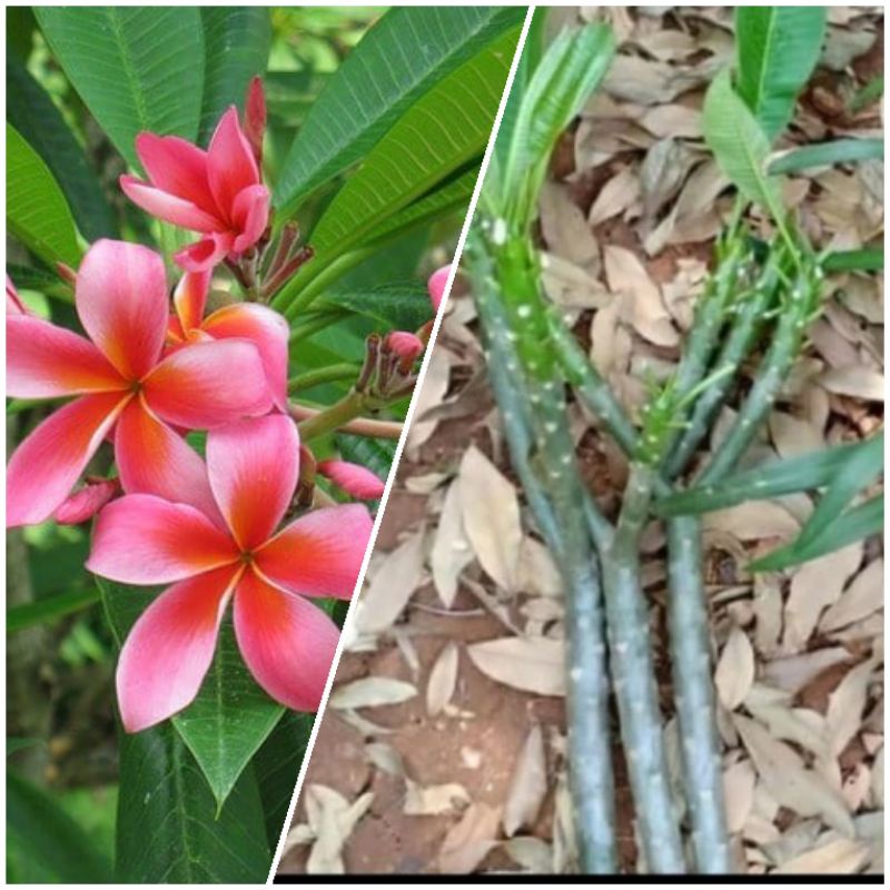 pohon kamboja bali bunga pink maroon / stek kamboja bali bunga pink maroon