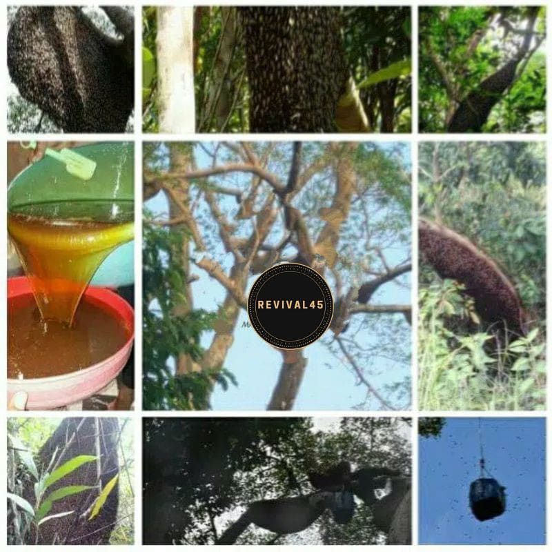 Madunang madu bawang lanang murni asli 100 % obat kuat sex stamina pria di ranjang isi 350 gram-8