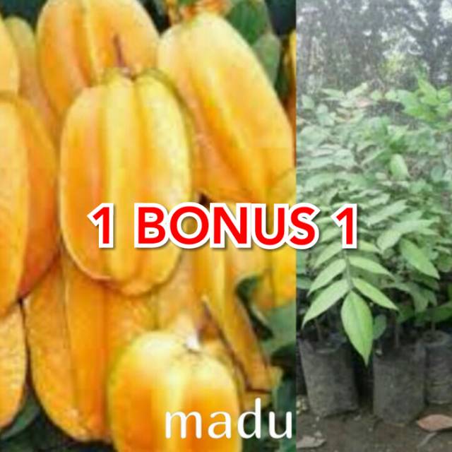 Bibit belimbing madu