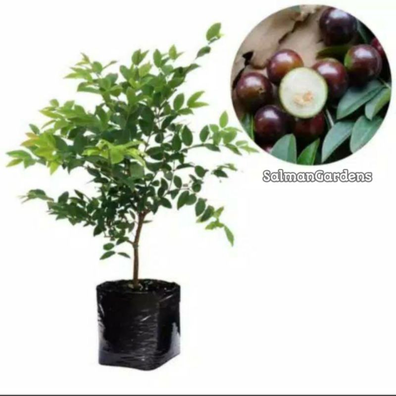 Bibit tanaman buah anggur brazil / bibit pohon anggur brazil / anggur brazil