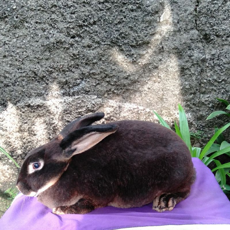 Kelinci Rex bulu karpet betina dewasa (minus).