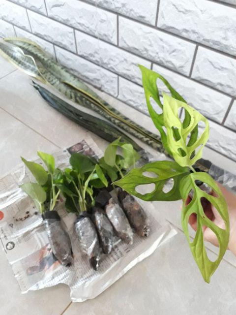 Tanaman Hias Sansevieria - Cylindrica - Sansevera - Sansivera - Sensivera