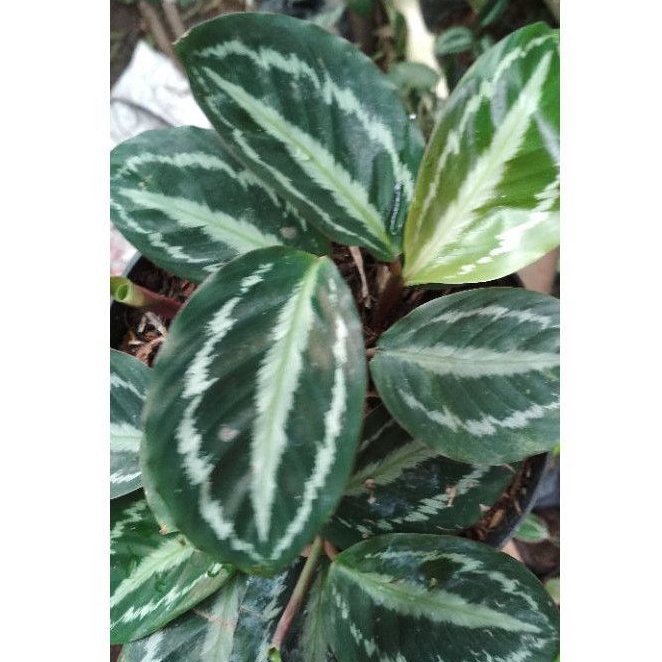 calathea semangka/calathea silver black