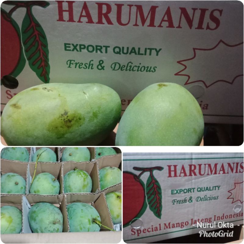 

Mangga Harum Manis Super