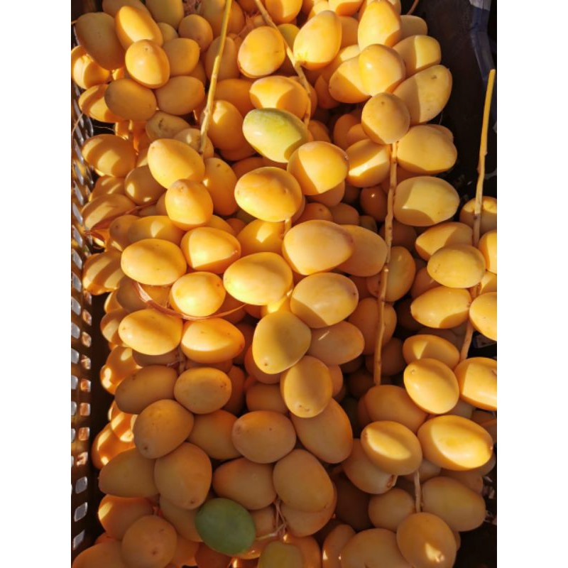 

READY KURMA MUDA KUNING UNTUK PROMIL | STOK TERBATAS!!