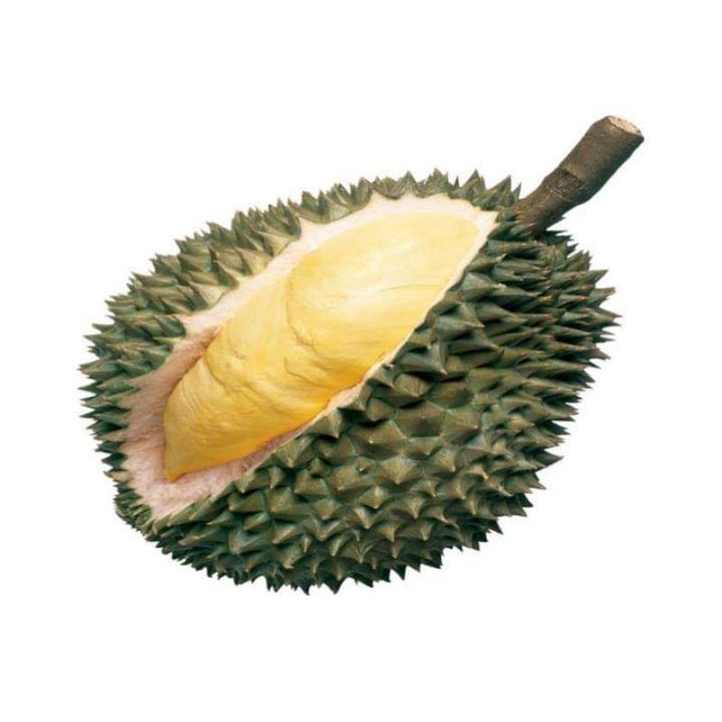 BIBIT TANAMAN DURIAN MONTHONG (THAILAND)
