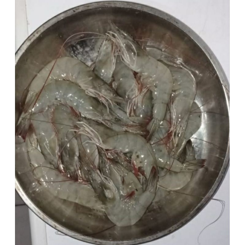 

Udang vaname