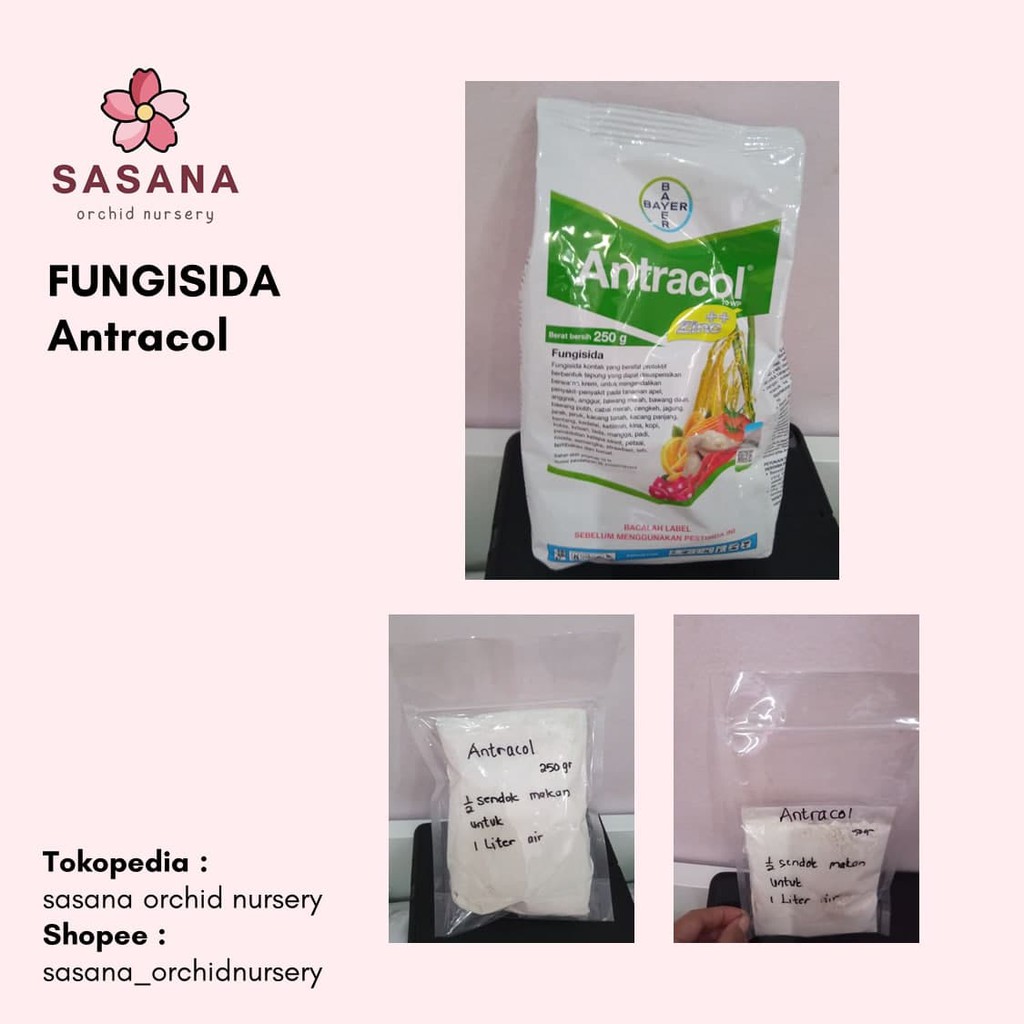 fungisida anggrek antracol 70WP + Zinc