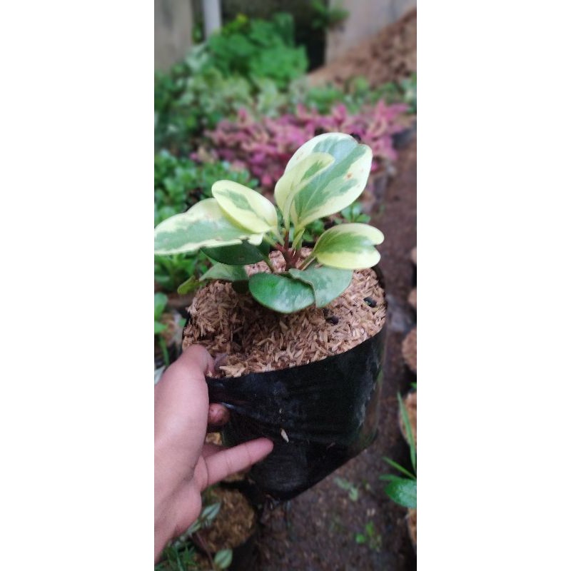 TANAMAN HIAS PEPEROMIA OBTUSIFOLAIA VARIEGATA | TANAMAN TEPLAN PUTIH HIJAU |COD | TANAMAN HIAS MURAH