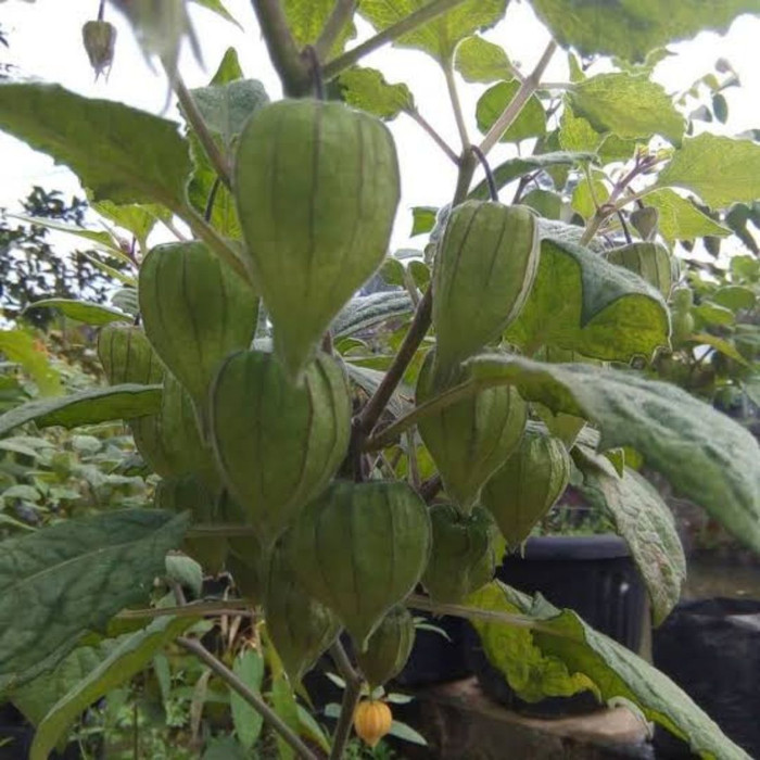 Pohon Ciplukan / Tanaman Herbal Pohon ciplukan / Cecendet