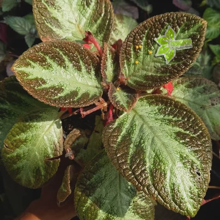 Episcia cupreata 'Acajou' *3 Polybag* - Tanaman hias gantung indoor